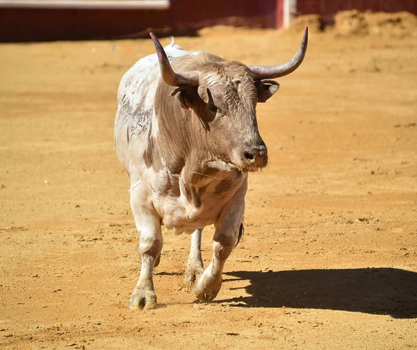 Spaanse Stier Arena — Stockfoto