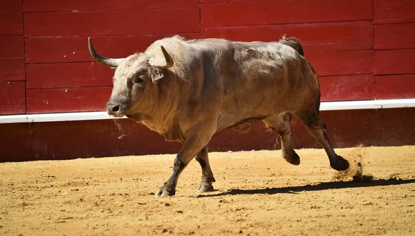 Spagnolo Combattimento Toro Bullring — Foto Stock