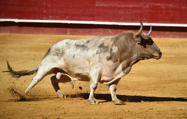 Spaanse Stier Arena — Stockfoto