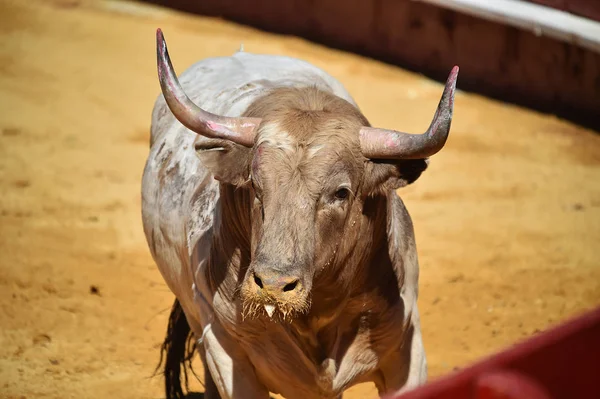Spanyol Bika Harci Bikaviadal Aréna — Stock Fotó