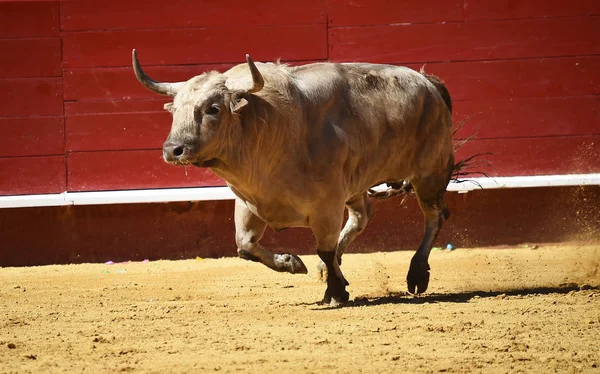 Toro Lucha Español Plaza Toros — Foto de Stock