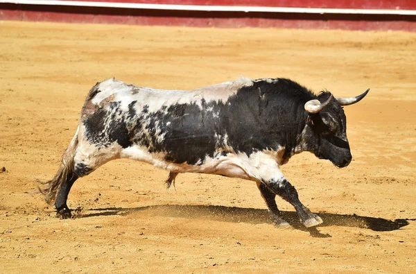 Španělské Bojové Býk Aréně — Stock fotografie