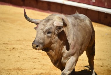 Arena içinde çalışan İspanya boğa