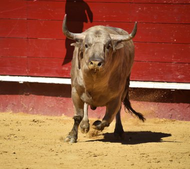 Arena içinde çalışan İspanya boğa