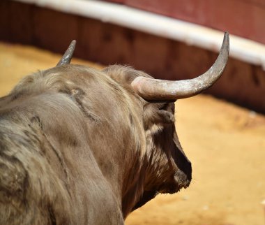 Arena içinde çalışan İspanya boğa
