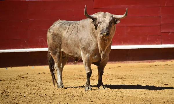 Toro España Corriendo Plaza Toros —  Fotos de Stock