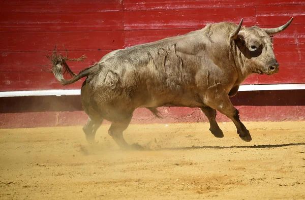 Toro España Corriendo Plaza Toros — Foto de Stock