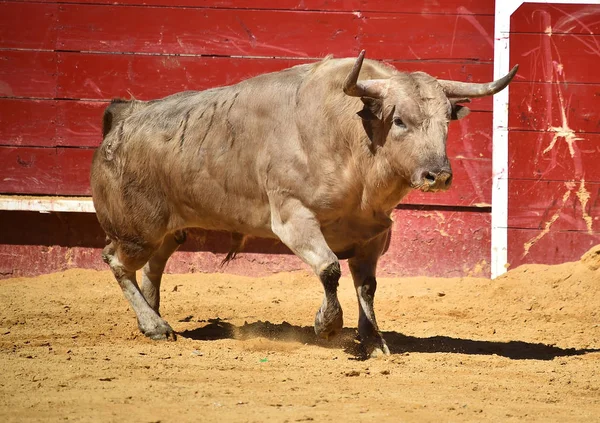 Arena Içinde Çalışan Spanya Boğa — Stok fotoğraf