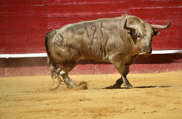 Toro España Corriendo Plaza Toros — Foto de Stock