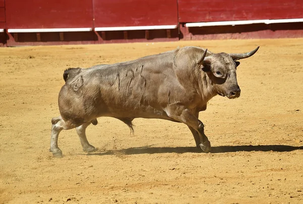 Toro España Corriendo Plaza Toros — Foto de Stock