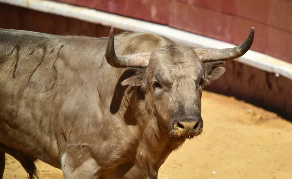 Arena Içinde Çalışan Spanya Boğa — Stok fotoğraf