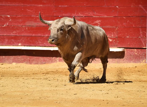 Stier Spanien Läuft Stierkampfarena — Stockfoto