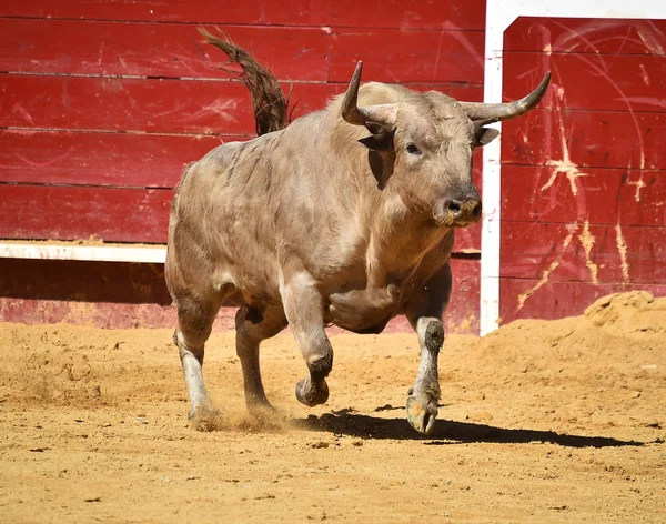 Toro España Corriendo Plaza Toros — Foto de Stock