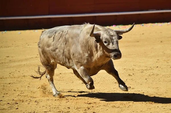 Arena Içinde Çalışan Spanya Boğa — Stok fotoğraf