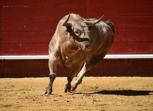 Arena Içinde Çalışan Spanya Boğa — Stok fotoğraf