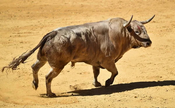 Toro Spagna Esecuzione Bullring — Foto Stock