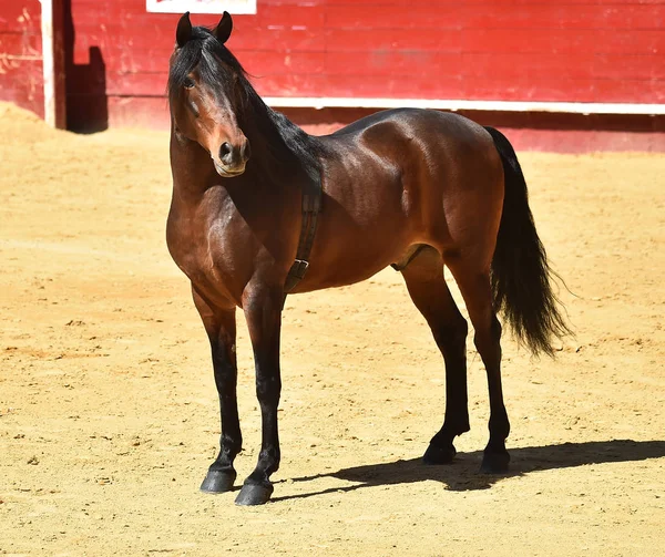 Cavalo Marrom Espanha — Fotografia de Stock