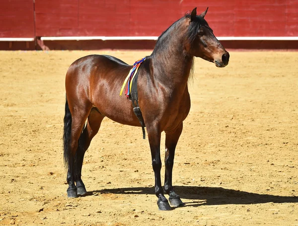 Cavalo Marrom Espanha — Fotografia de Stock