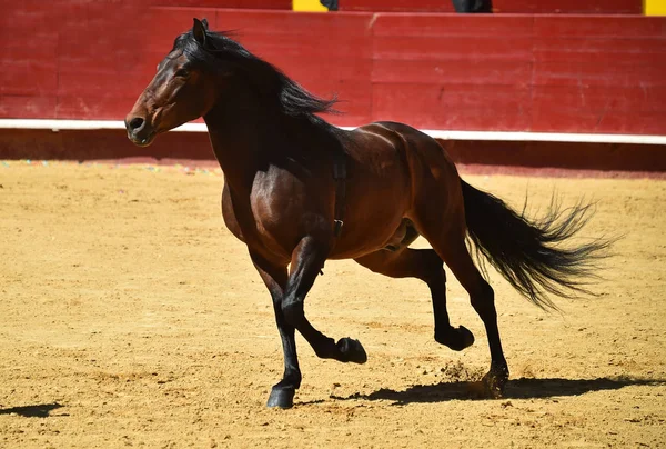 Cheval Brun Espagne — Photo