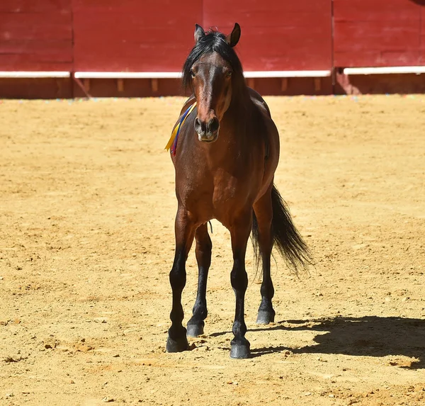 Cavallo Marrone Spagna — Foto Stock