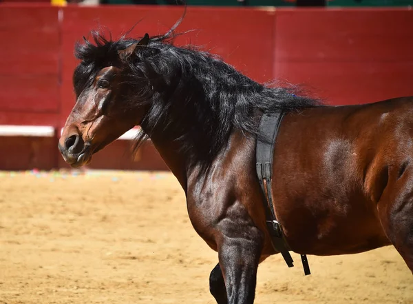 Hnědý Kůň Španělsku — Stock fotografie