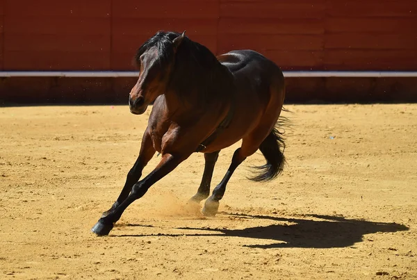 Brun Hest Spanien - Stock-foto