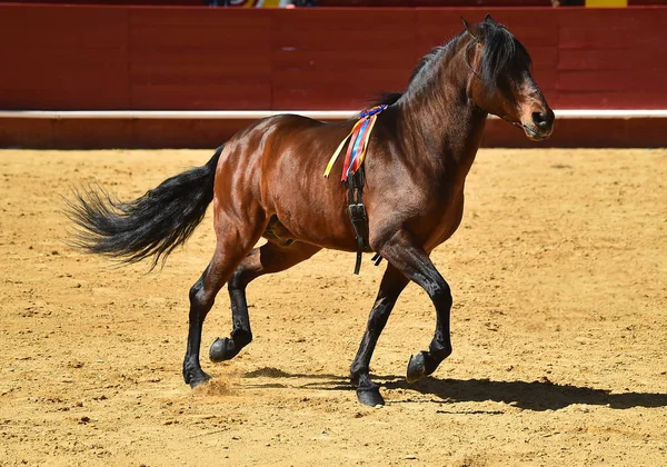 Cheval Brun Espagne — Photo