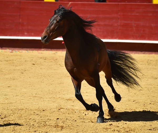 Καφετί Άλογο Στην Ισπανία — Φωτογραφία Αρχείου