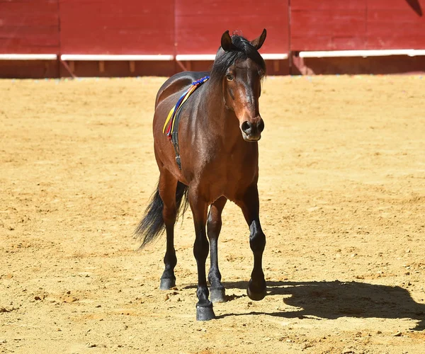 Коричневий Кінь Іспанії — стокове фото
