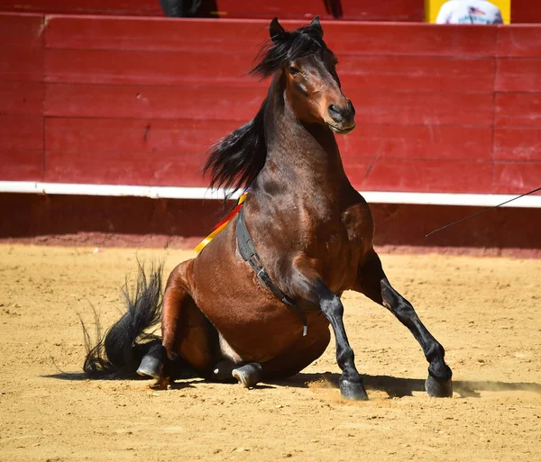 Cheval Brun Espagne — Photo