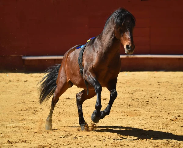 Hnědý Kůň Španělsku — Stock fotografie