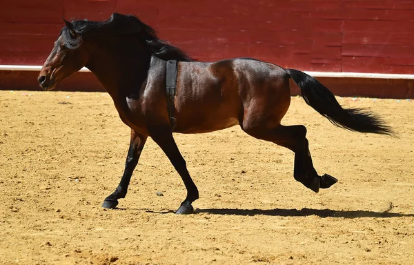 スペインの茶色の馬 — ストック写真