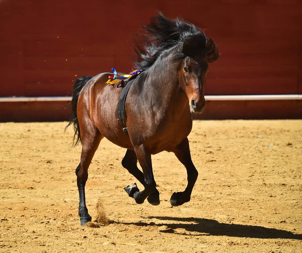Cavalo Marrom Espanha — Fotografia de Stock