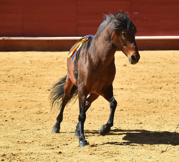Коричневий Кінь Іспанії — стокове фото
