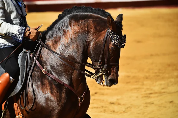 Cavallo Marrone Spagna — Foto Stock