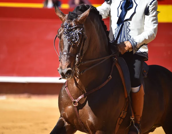 Bruin Paard Spanje — Stockfoto