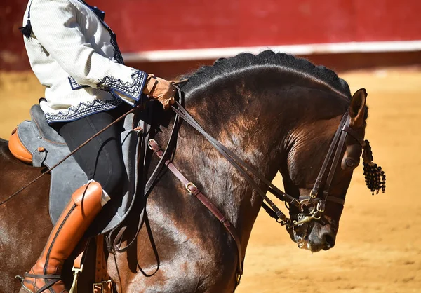 Brun Häst Spanien — Stockfoto