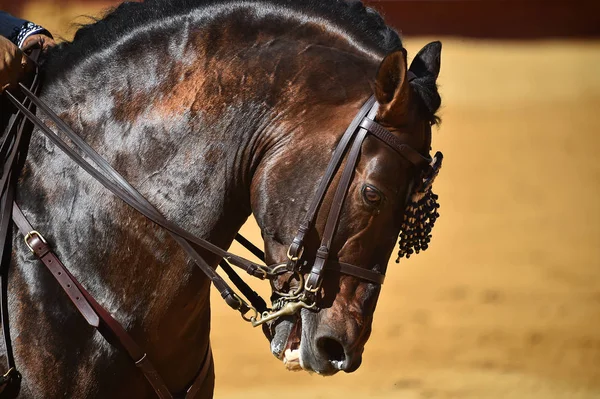 Cavallo Marrone Spagna — Foto Stock