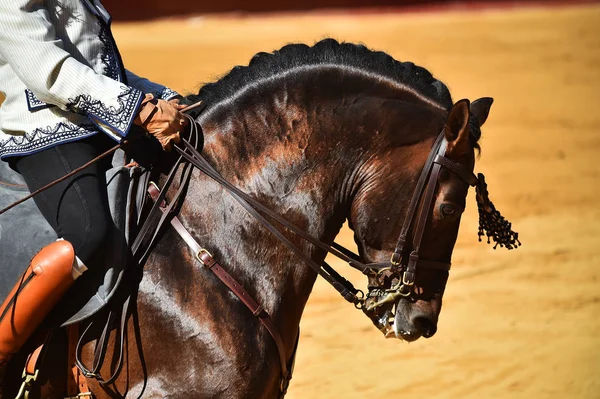 Brun Häst Spanien — Stockfoto