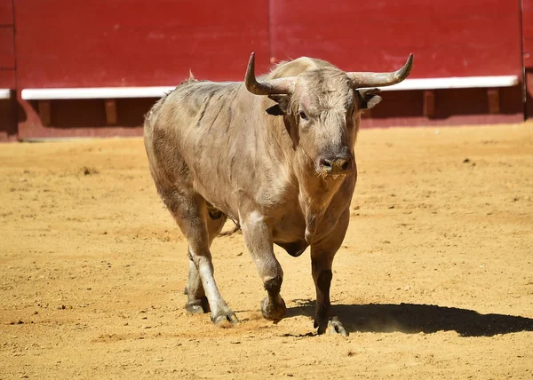 Toro España Con Cuernos Grandes — Foto de Stock