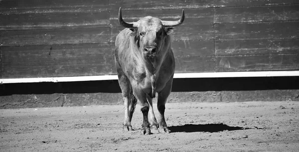 Bull Španělsku Velkými Rohy — Stock fotografie