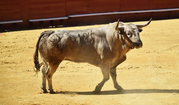 Toro España Con Cuernos Grandes — Foto de Stock