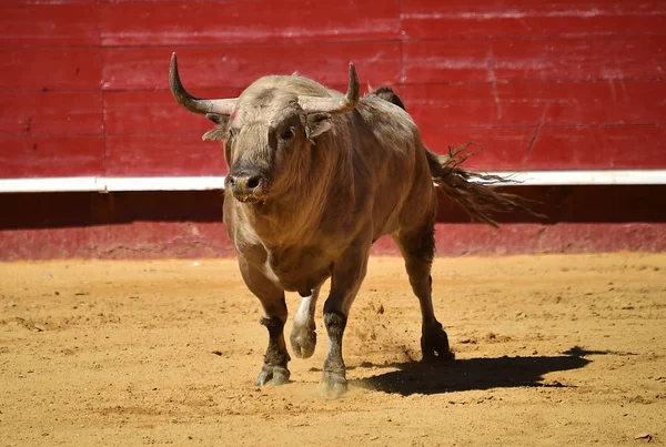 Toro Spagna Con Grandi Corna — Foto Stock