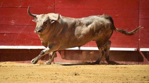 Toro Spagna Con Grandi Corna — Foto Stock