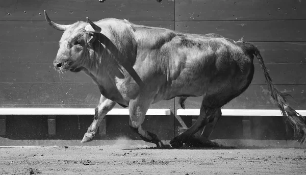 Bull Španělsku Velkými Rohy — Stock fotografie