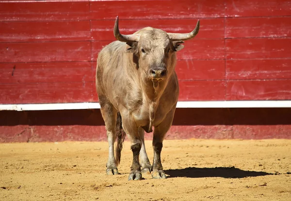 Stier Spanje Met Grote Hoorns — Stockfoto