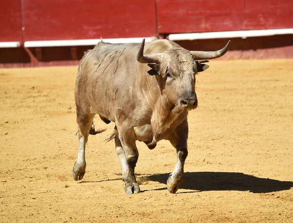 Tjuren Spanien Med Stora Horn — Stockfoto