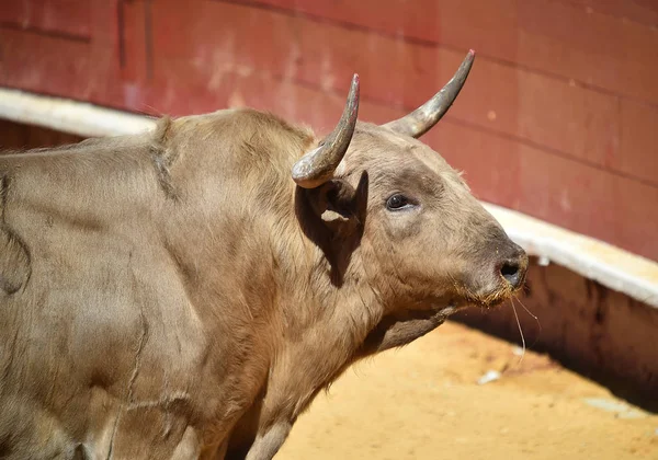 Toro España Con Cuernos Grandes — Foto de Stock