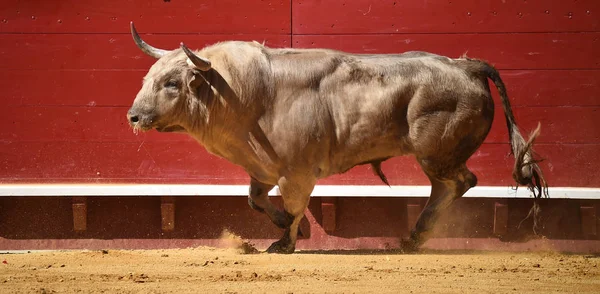 Toro Spagna Con Grandi Corna — Foto Stock