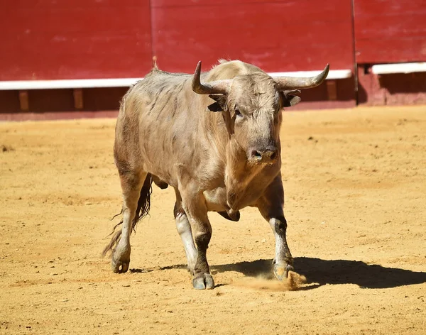 Touro Espanha Com Chifres Grandes — Fotografia de Stock